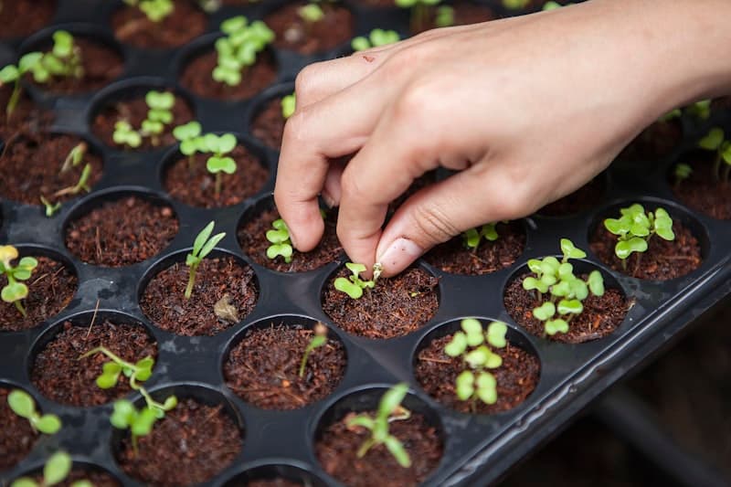 Farm-to-Table